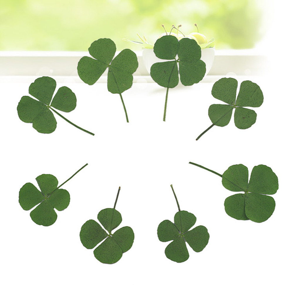 Resin Craft Material - 12Pcs Four Leaf Clover Dried Clover
