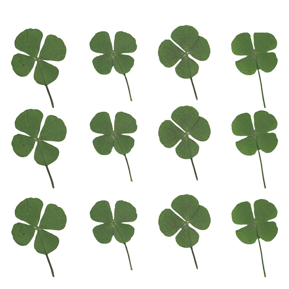 12Pcs Four Leaf Clover Dried C - Resin Craft Material ulasan dan harga