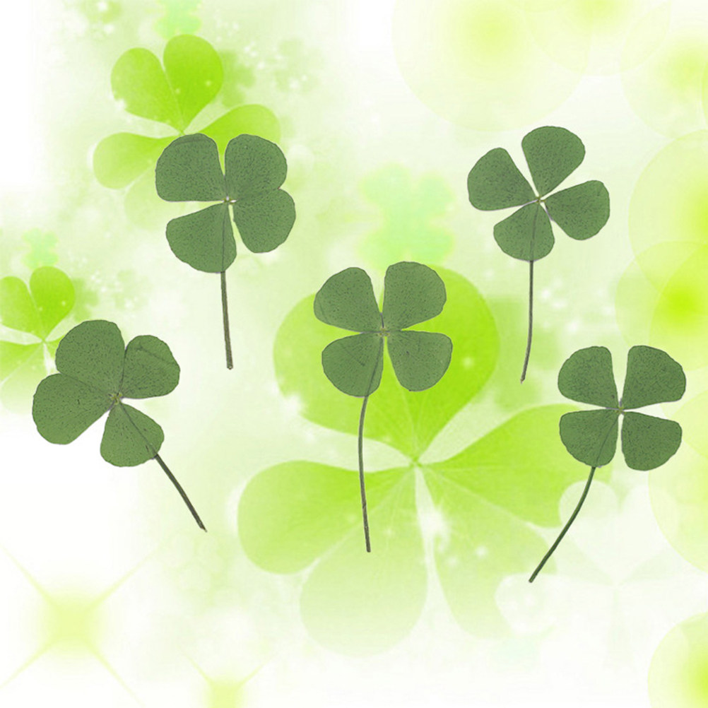 12Pcs Four Leaf Clover Dried C - Resin Craft Material ulasan dan harga