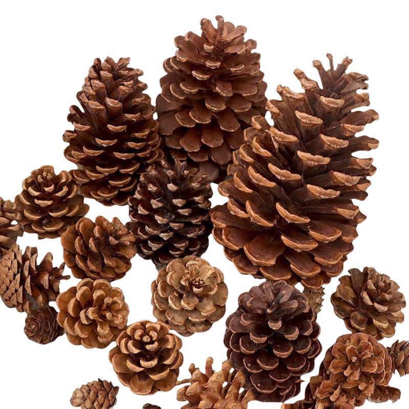 Natural Dried Pine Cones 5/10/ - Dried Flower Bulk ulasan dan harga