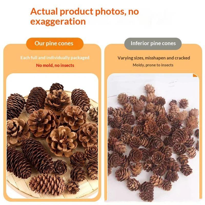Natural Dried Pine Cones 5/10/ - Dried Flower Bulk ulasan dan harga